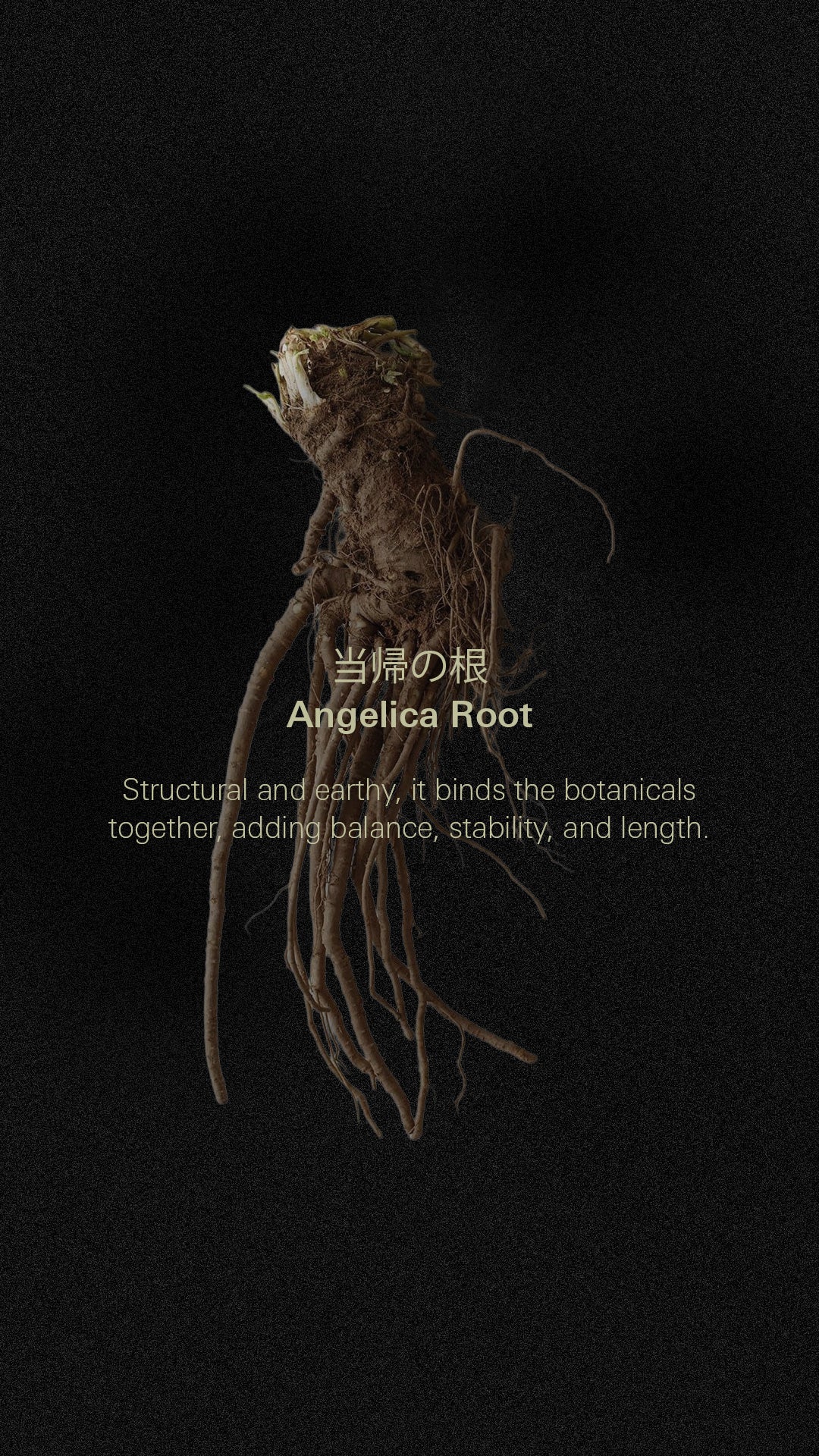 Angelica Root