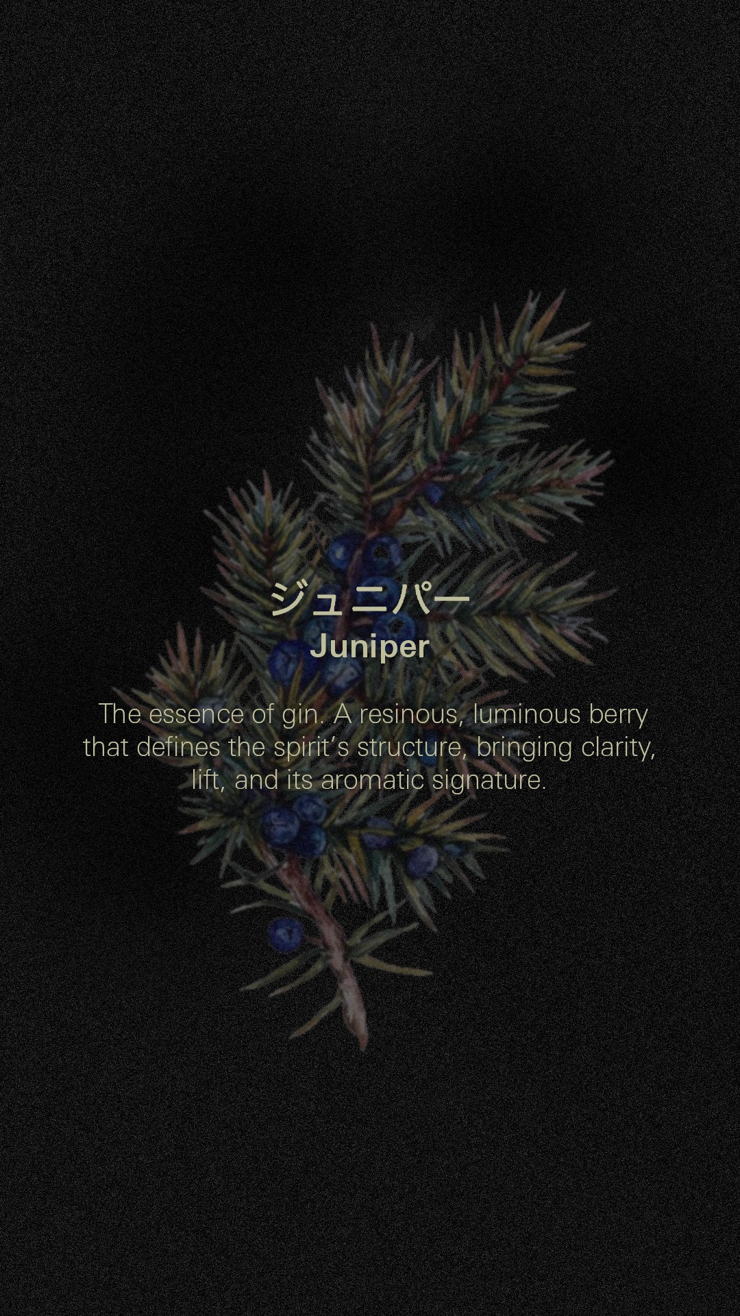 Juniper