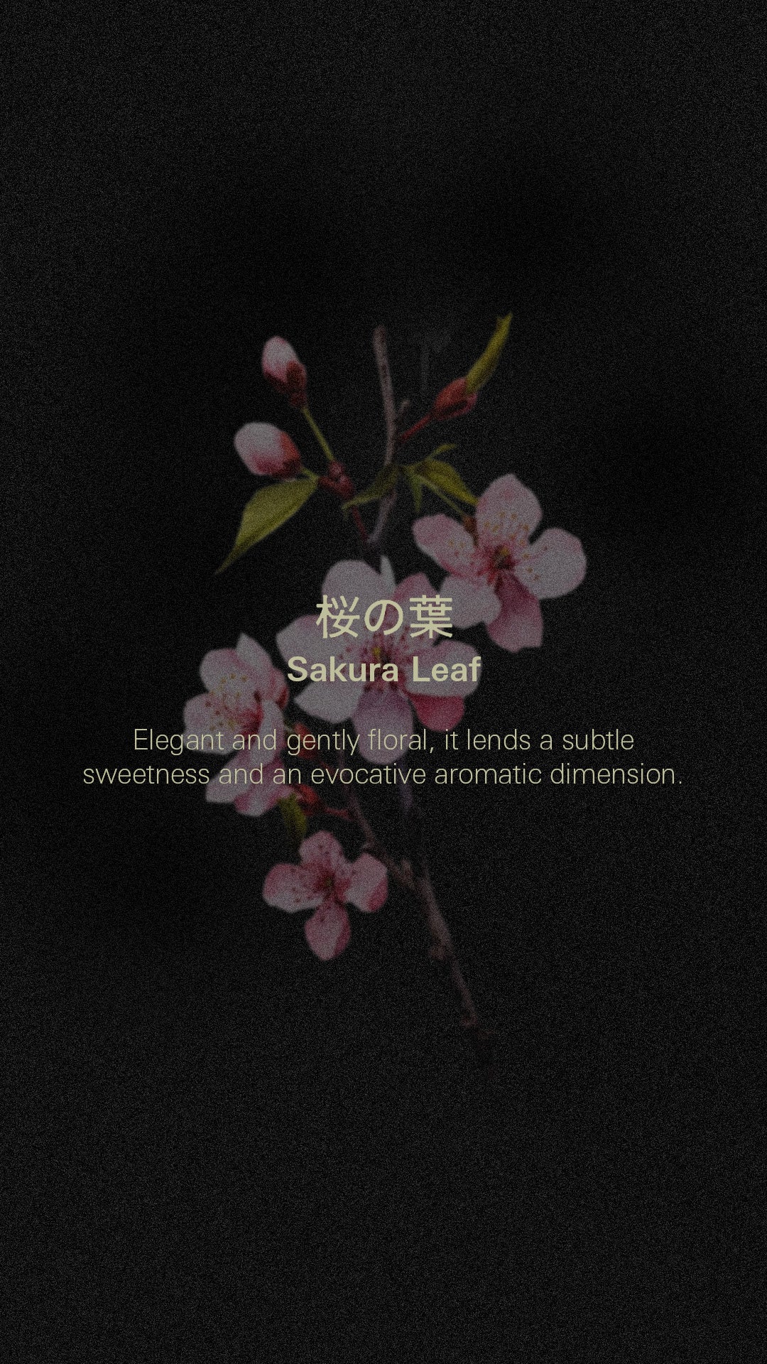 Sakura Leaf