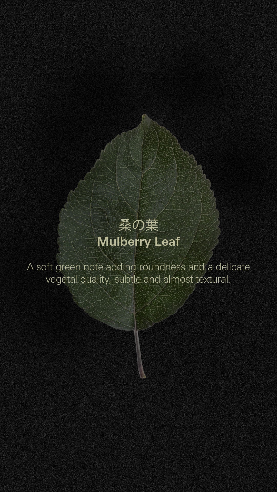 Mulberry Leaf