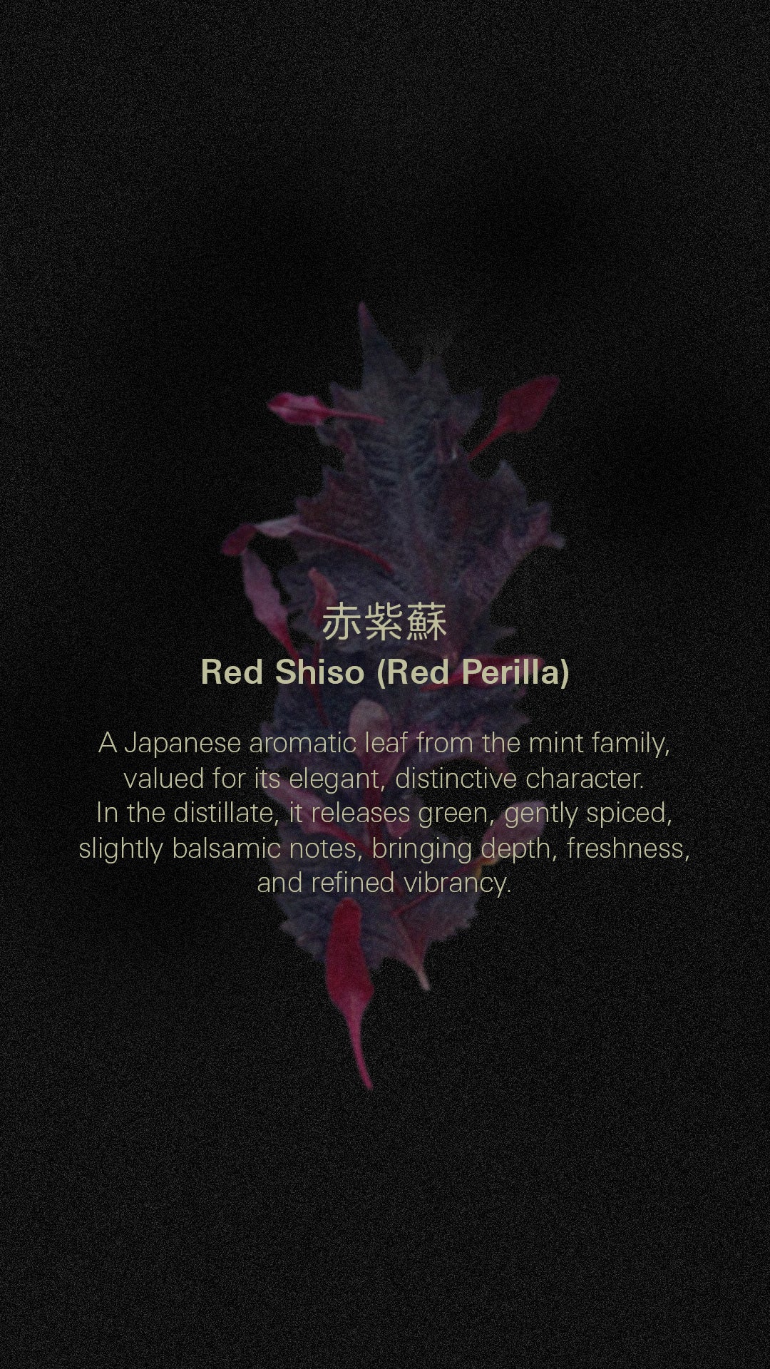 Red SHiso